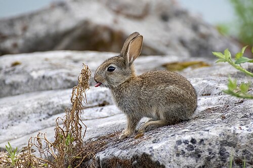 Wildkaninchen (Oryctolagus cuniculus), kitten