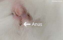 Wildkaninchen, anus