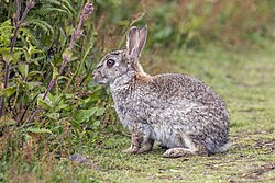 Wildkaninchen, skomer