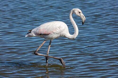Rosaflamingo (Phoenicopterus roseus), flamenco común walvis bay namibia dd