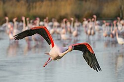 Rosaflamingo, flight camargue giles laurent
