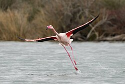 Rosaflamingo, taking off camargue giles laurent
