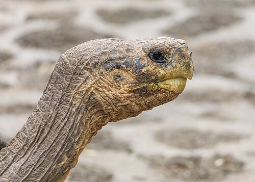Galapagos-Riesenschildkröte, giant head profile hoodensis