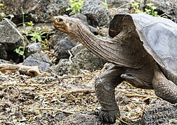 Galapagos-Riesenschildkröte, giant moving hoodensis