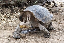 Galapagos-Riesenschildkröte, giant hoodensis