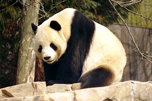 Grosser Panda (Ailuropoda melanoleuca)