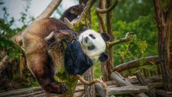 Grosser Panda, acrobatics