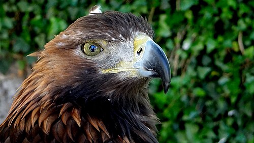 Steinadler (Aquila chrysaetos), aigle royal château de beaucens