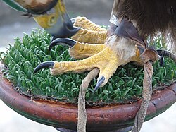 Steinadler, betanzos