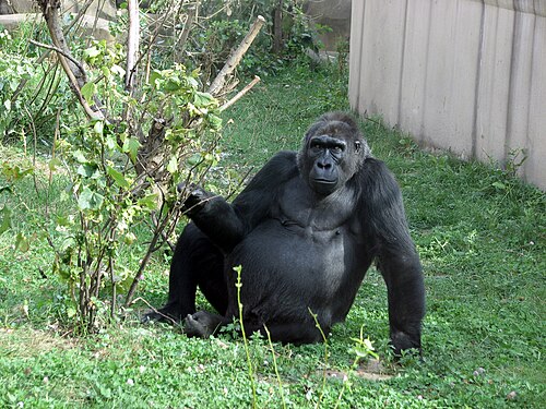 Gorilla (Gorilla gorilla)