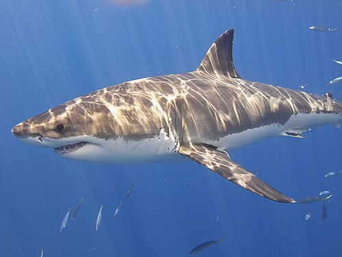 Weisser Hai (Carcharodon carcharias)