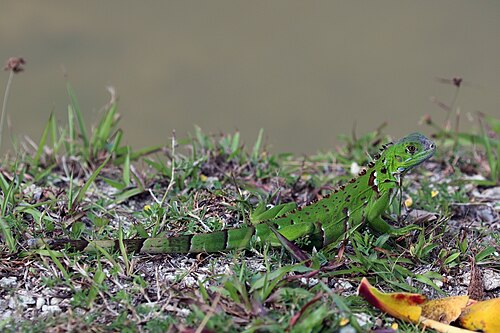 Grüner Leguan (Iguana iguana), juvenile