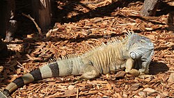 Grüner Leguan, loroparquetenerife