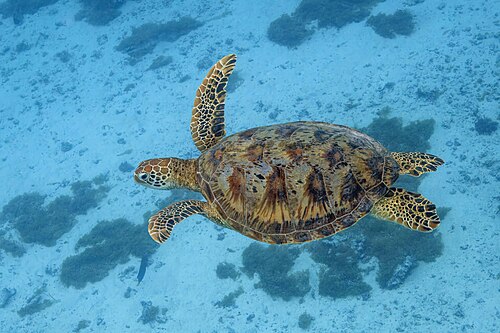 Suppenschildkröte (Chelonia mydas), moorea