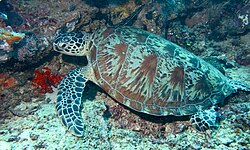 Suppenschildkröte