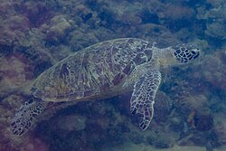 Suppenschildkröte, tortuga verde anilao filipinas dd