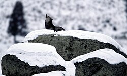 Grauwolf, howling glacial erratic