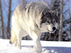 Grauwolf, 265b
