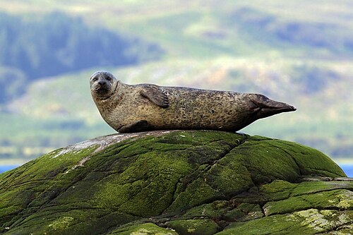 Seehund (Phoca vitulina), common