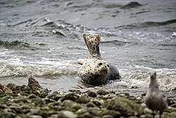 Seehund, harbor puget sound washington