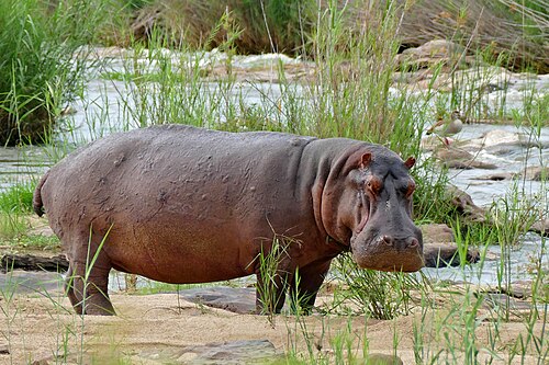 Flusspferd (Hippopotamus amphibius), hippo