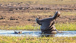 Flusspferd, hipopótamos parque nacional de chobe botsuana dd