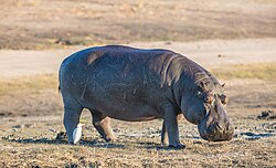 Flusspferd, hipopótamo parque nacional de chobe botsuana dd