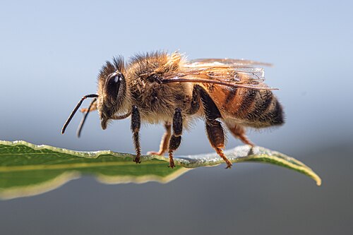 Westliche Honigbiene (Apis mellifera), su foglia di alloro
