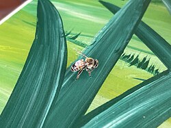 Westliche Honigbiene, september sarah stierch