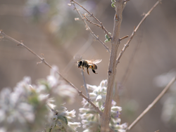 Westliche Honigbiene, anza borrego desert