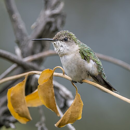 Rubinkehlkolibri, ruby throated female palopo