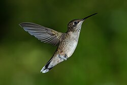 Rubinkehlkolibri, juvenile male ruby throated