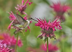 Rubinkehlkolibri, ruby throated bafflin sanctuary pd204642