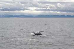 Buckelwal, faxaflói bay iceland