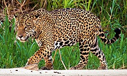 Jaguar, palustris male three brothers river cropped