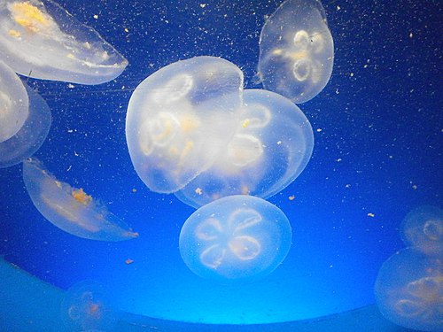 Ohrenqualle (Aurelia aurita)
