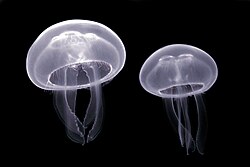 Ohrenqualle, cnidaria luc viatour