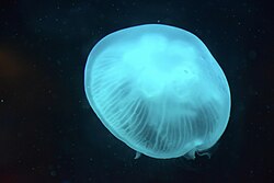 Ohrenqualle, sealife sydney ank kumar infosys limited
