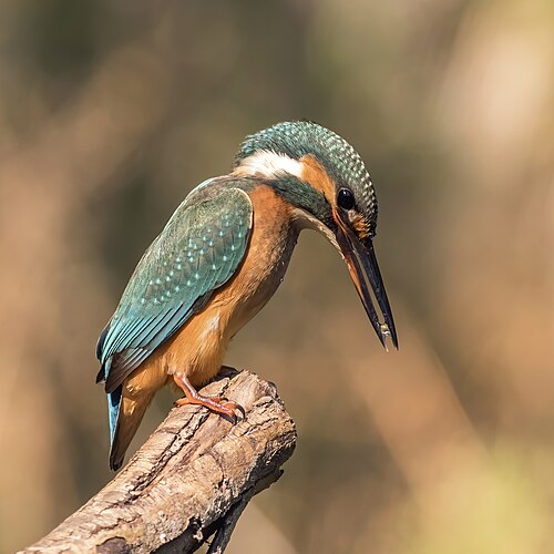 Eisvogel (Alcedo atthis), ispida female