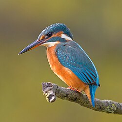Eisvogel