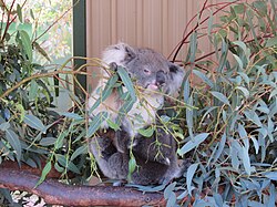 Koala (Phascolarctos cinereus), caversham wildlife park september