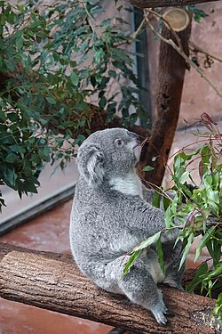 Koala