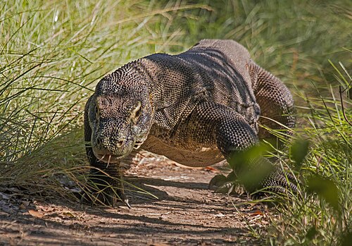 Komodowaran (Varanus komodoensis)