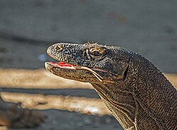 Komodowaran