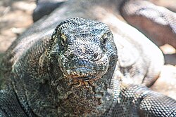 Komodowaran