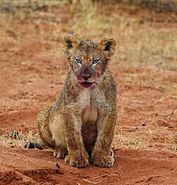 Löwe, kalahari male cub months