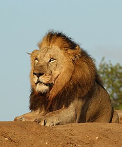 Löwe, male 6y
