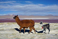 Lama, laguna colorada