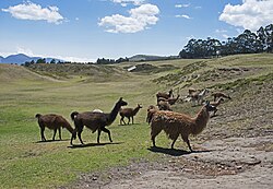 Lama, cochasquí site