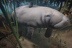 Manati (Trichechus manatus), milwaukee public museum april southeast blue springs florida